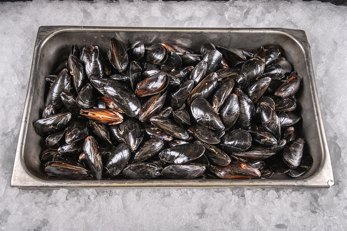 Mussels